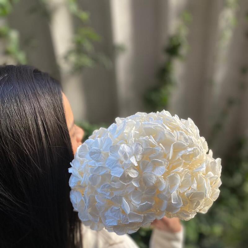 Hortensia XXL