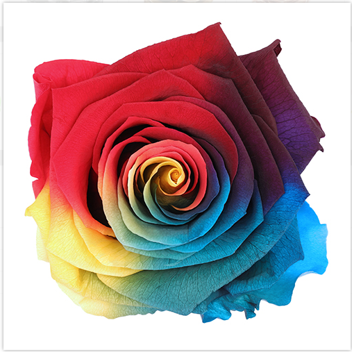 Dark Tie-Die Roses